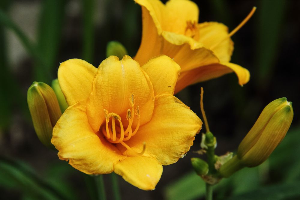 Photograph by Алексей Шевцов