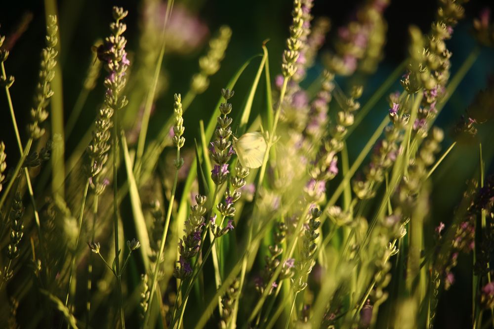 Photograph by Алексей Шевцов