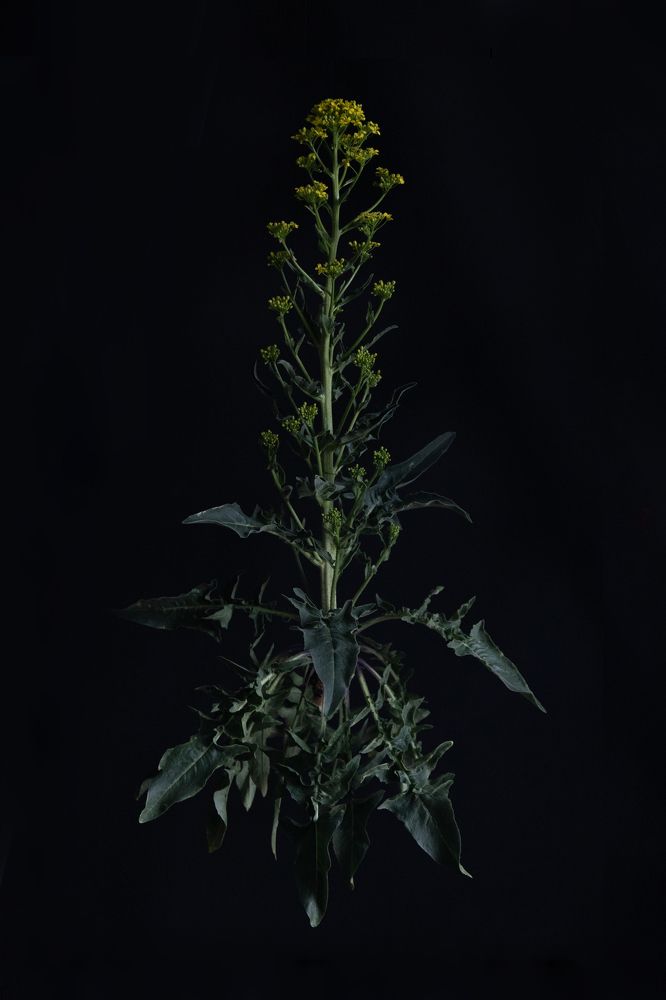 Photograph by Наталья Житинева