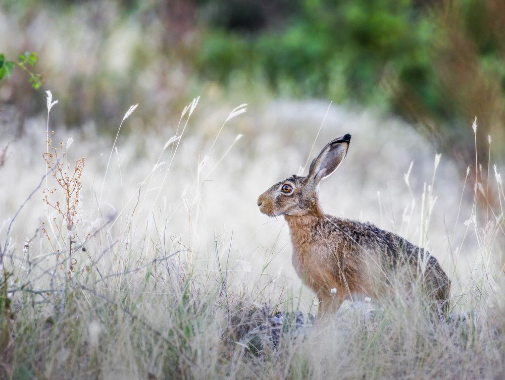 Фотография автора Sebastian Popa