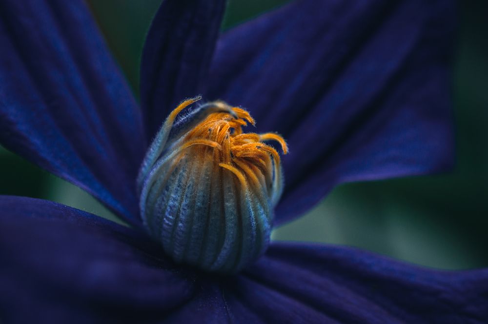 Photograph by Тараненко Анжелика