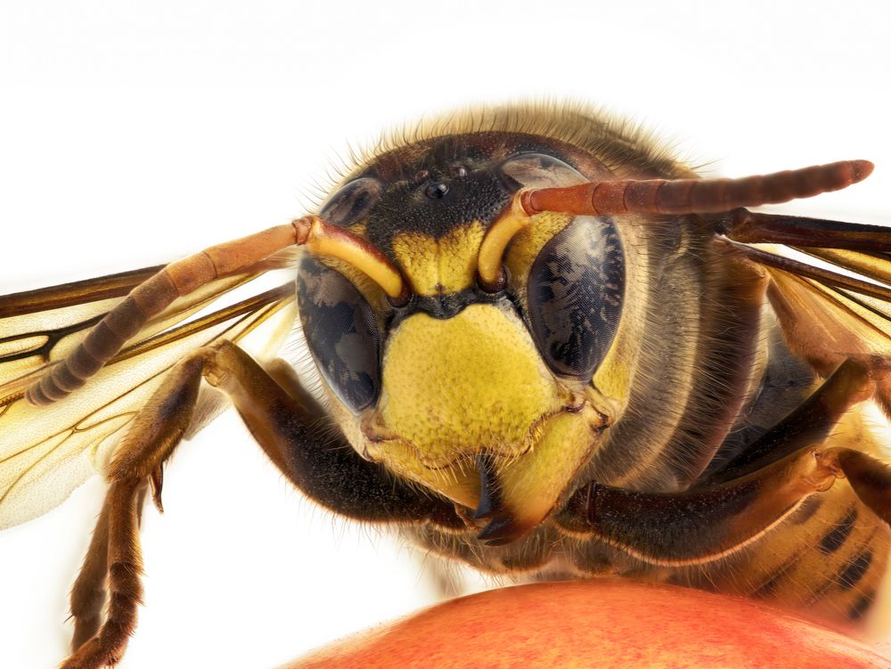 Photograph by Armen  Maitesian