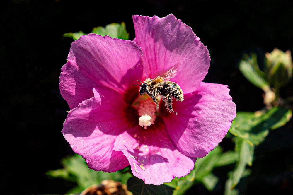 Фотография автора Faller Tamás