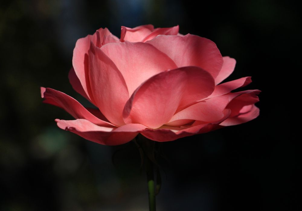 Розовые сны