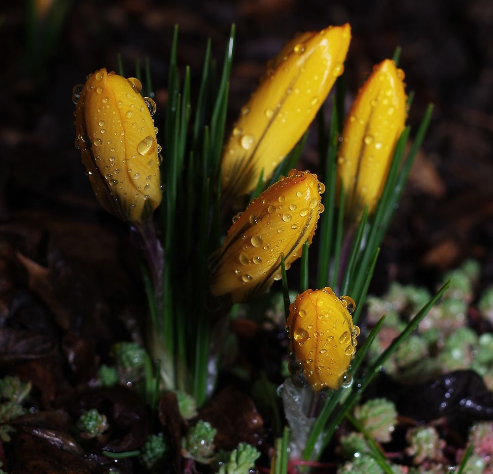 Фотография автора Сергей Гречихин