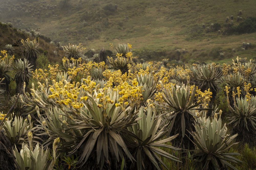 Photograph by Claudia Ruiz