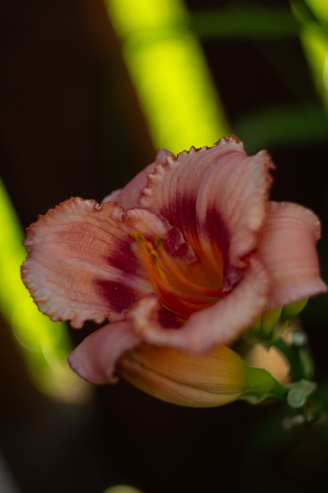 Photograph by Екатерина Петрович