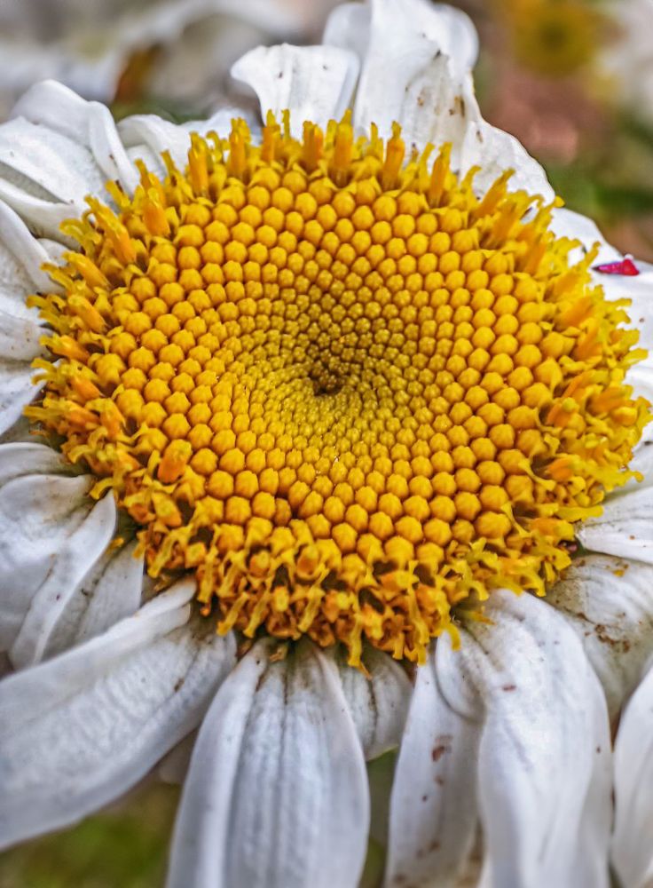 Photograph by Софья Сагитова