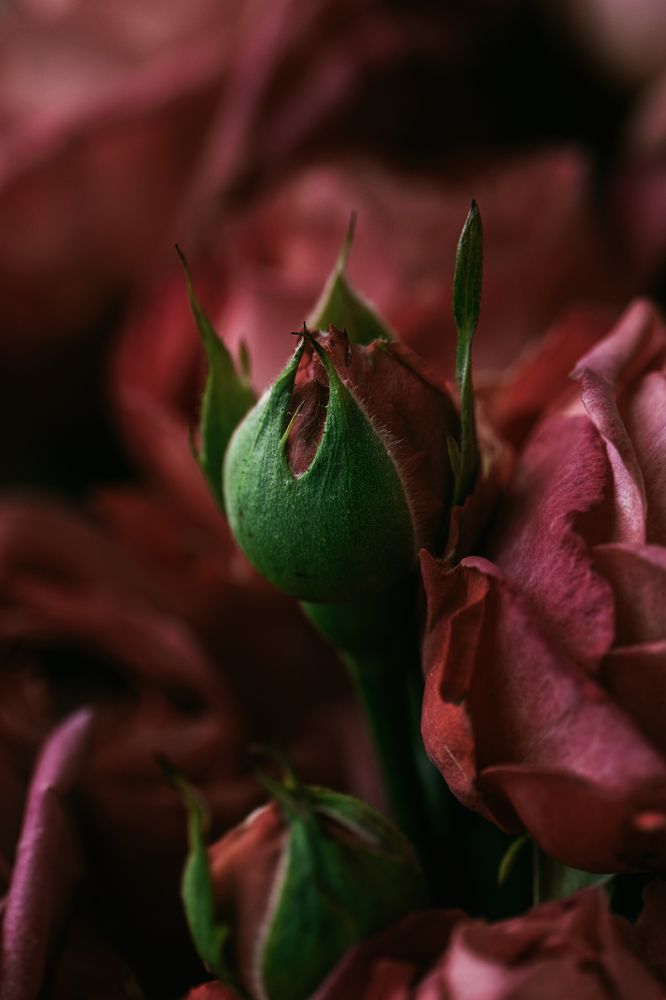 Photograph by Остапенко Алина