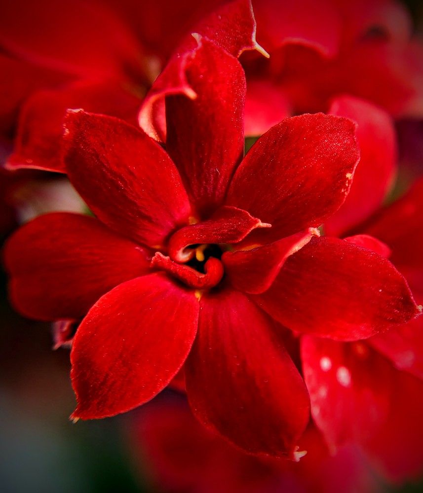 Photograph by AlexaL