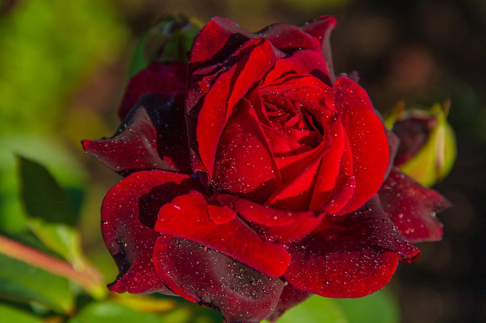 Photograph by Людмила Сливкина