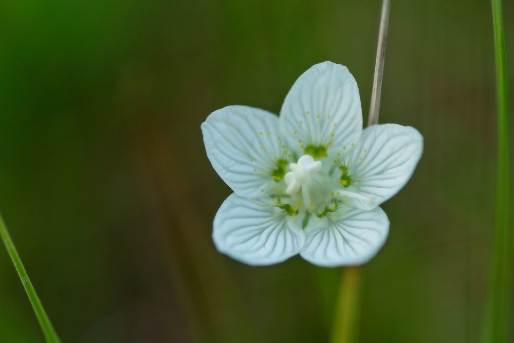 Photograph by Марина Зборацкая