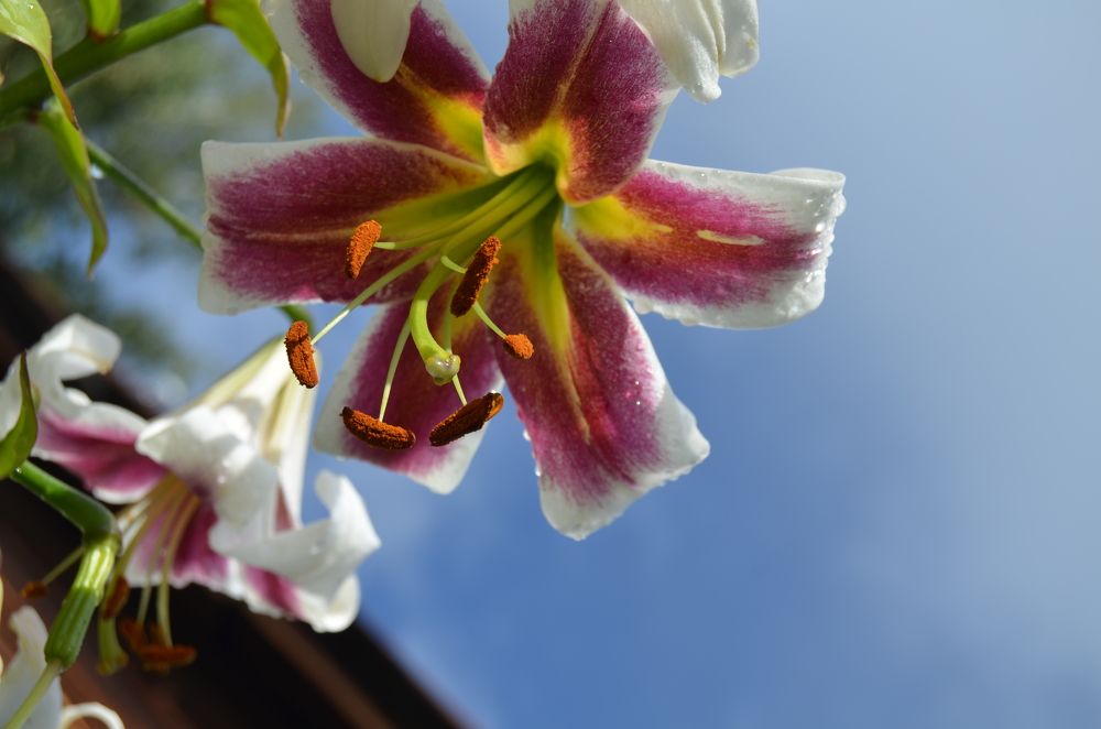 Фотография автора Антонина Клементьева