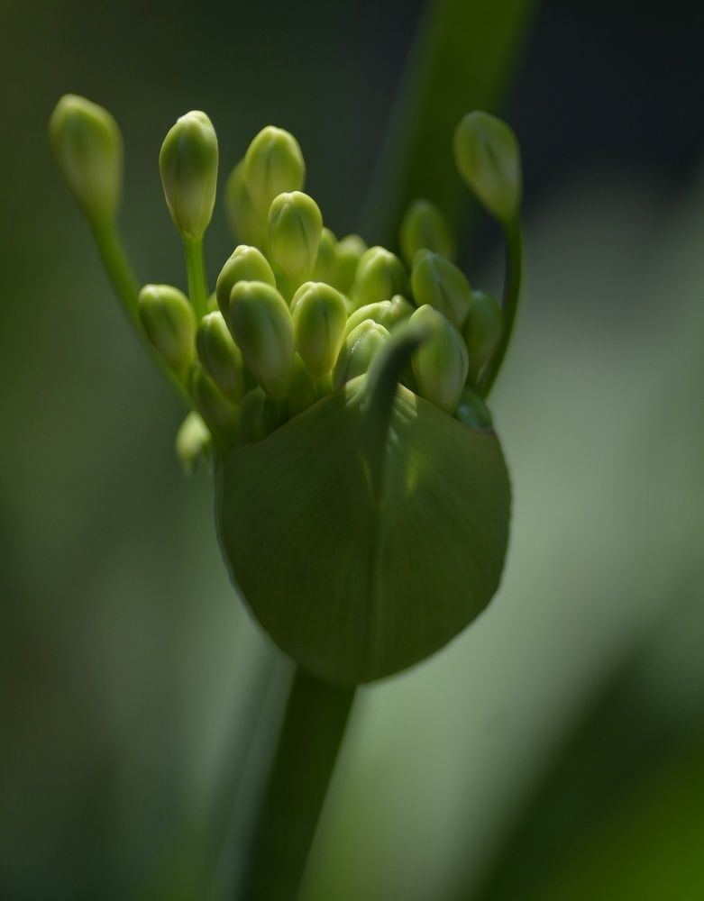 Агапантус, голубая лилия