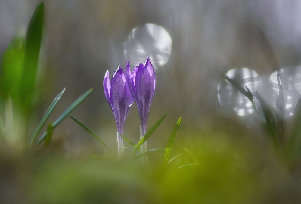 Photograph by Панова Зоя