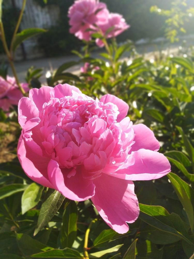 Фотография автора Анатолий Дячина