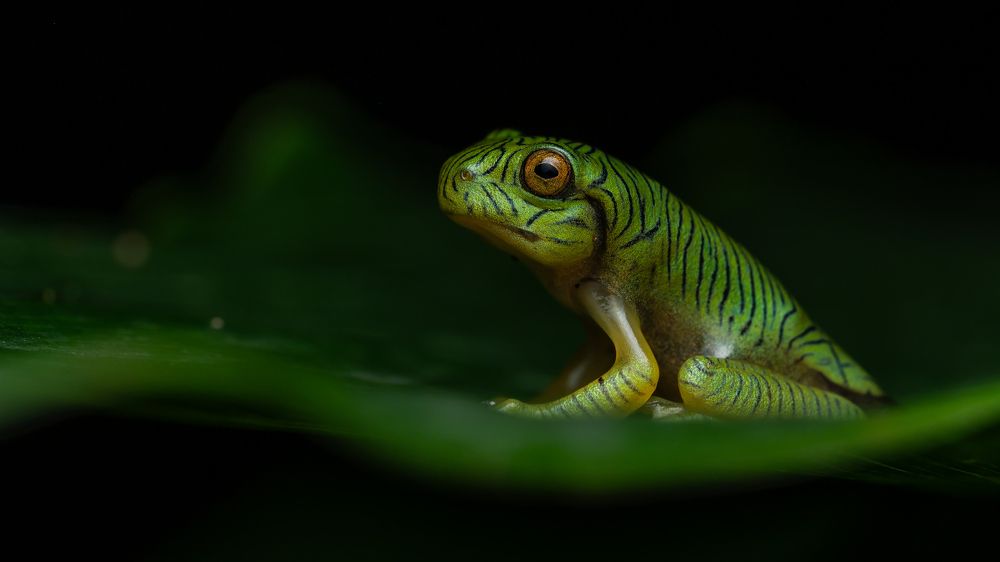 Meet the juvenile Malabar Gliding Frog