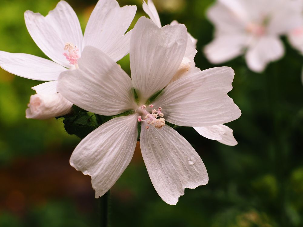 Photograph by Алексей Гнедовский