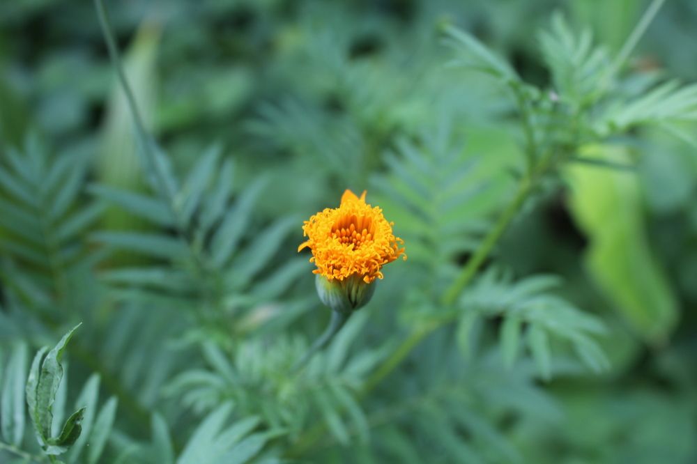 Photograph by Niruthigan Uthayakumar