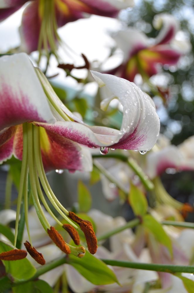 Фотография автора Антонина Клементьева