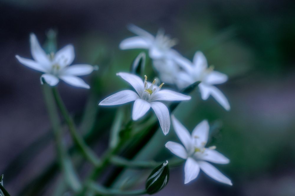 Photograph by Алексей Широбоков