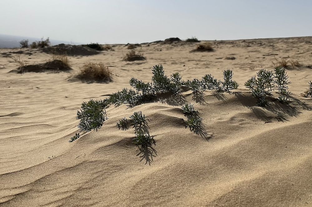 Пустыни Хорезма