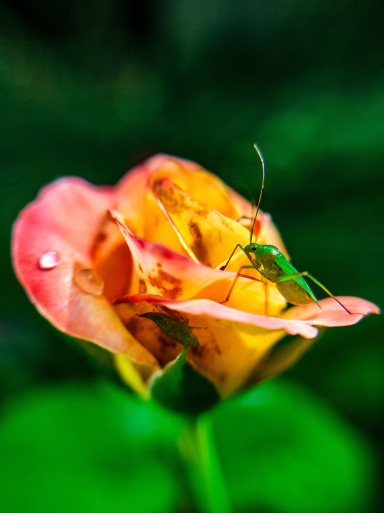 Фотография автора Нина Зинченко