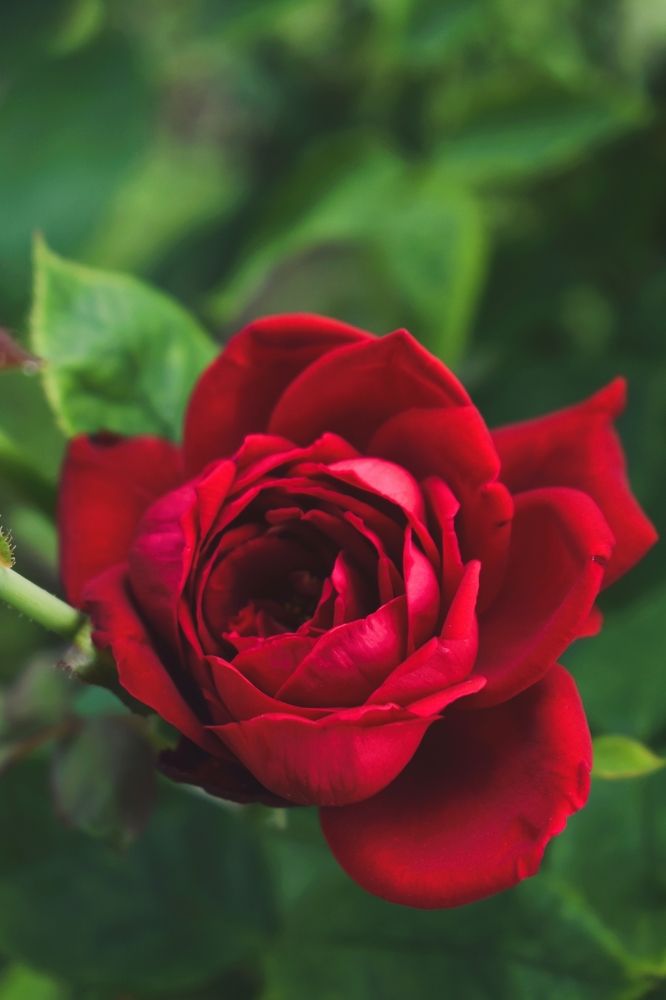 Photograph by Ольга Топорищева