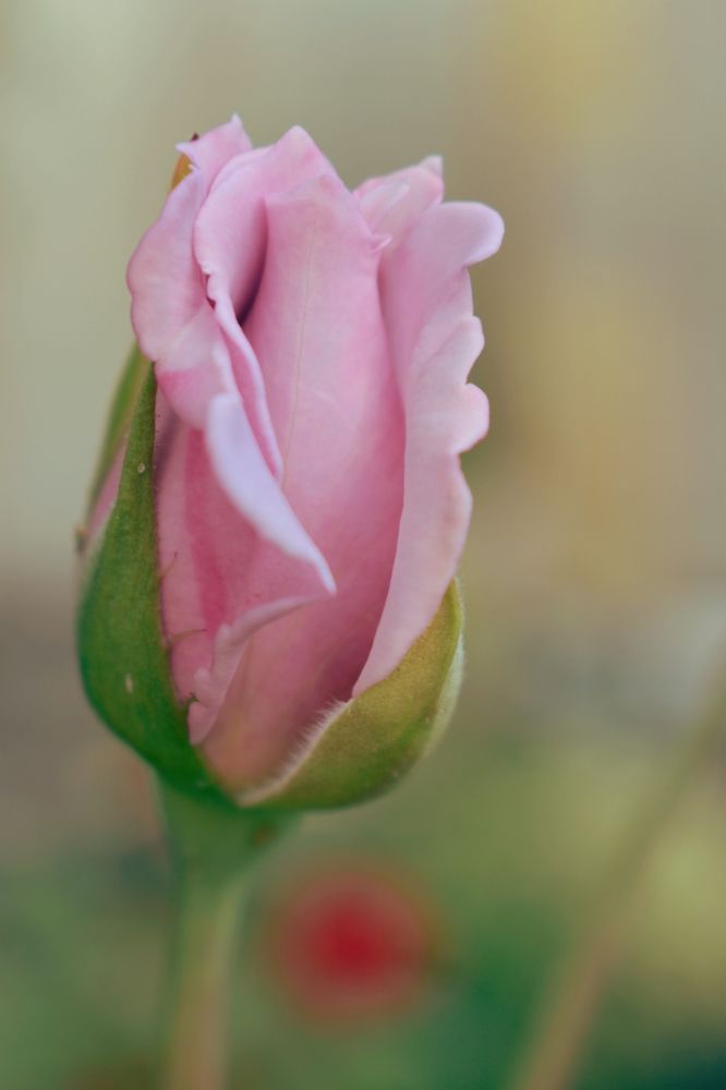 Photograph by Ольга Топорищева