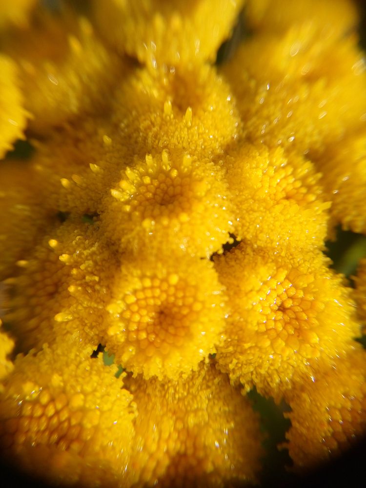 Photograph by Алёна Пшеленская