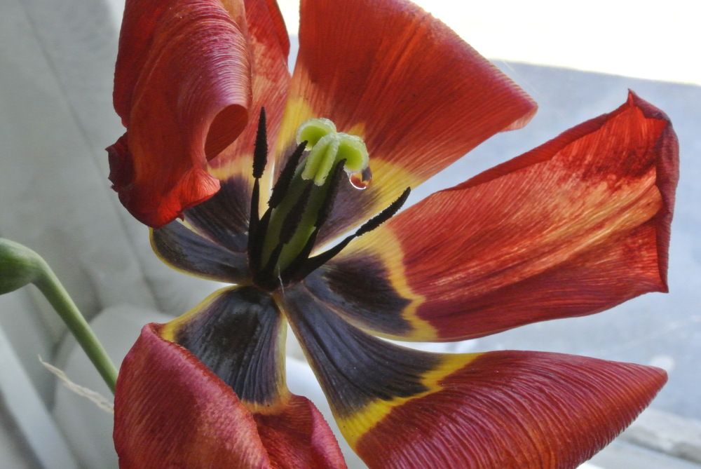 Фотография автора Клавдия Васильева