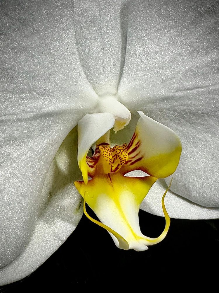 Photograph by Svetlana Rashidova