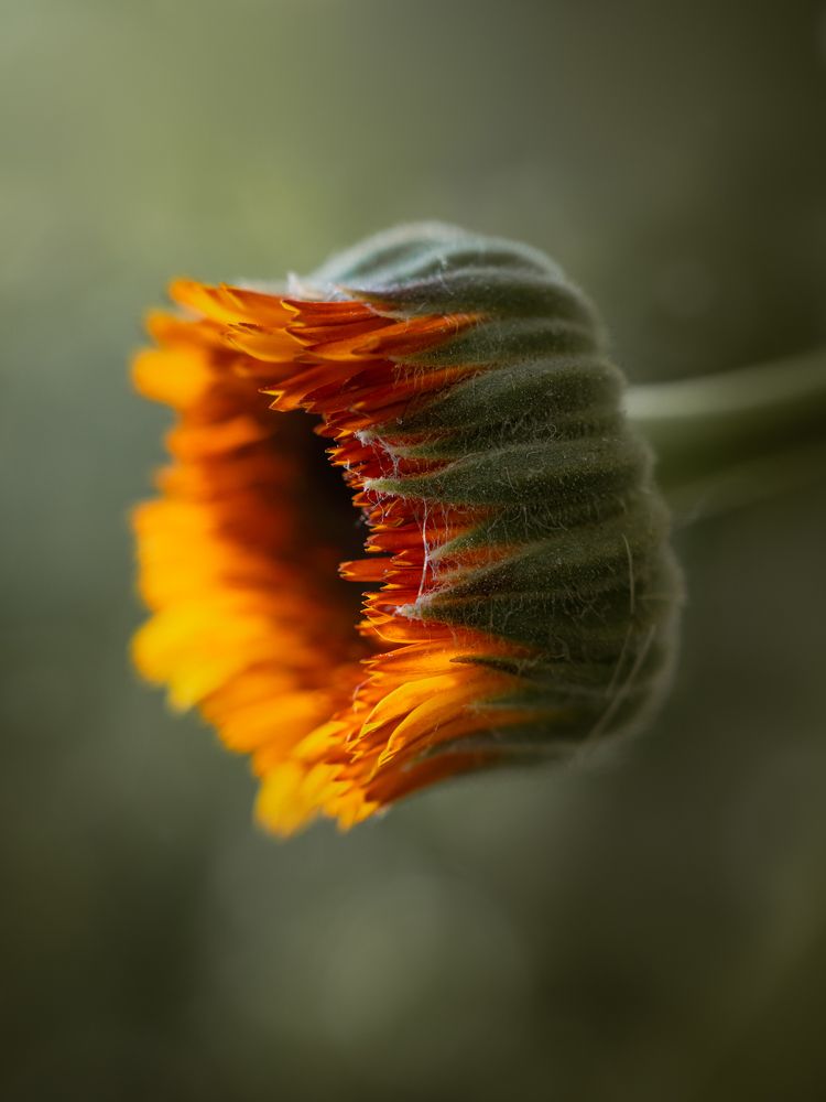 Photograph by Захарова Надежда