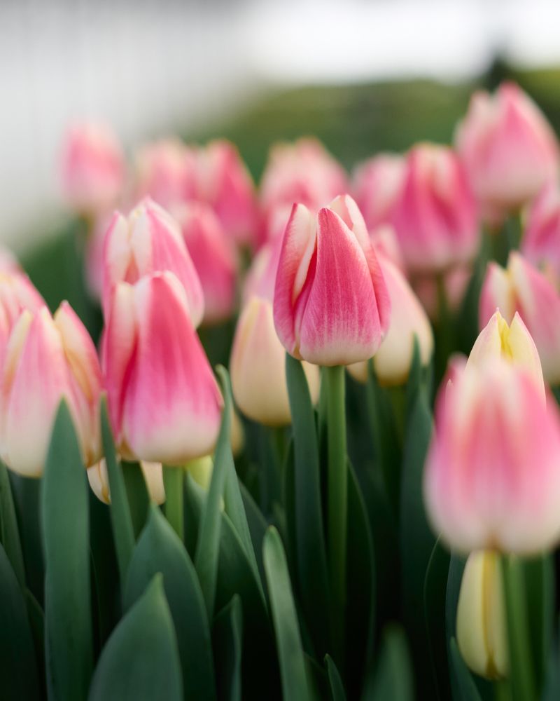 Photograph by Самосудов Рустам