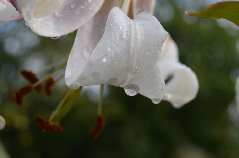 Фотография автора Антонина Клементьева