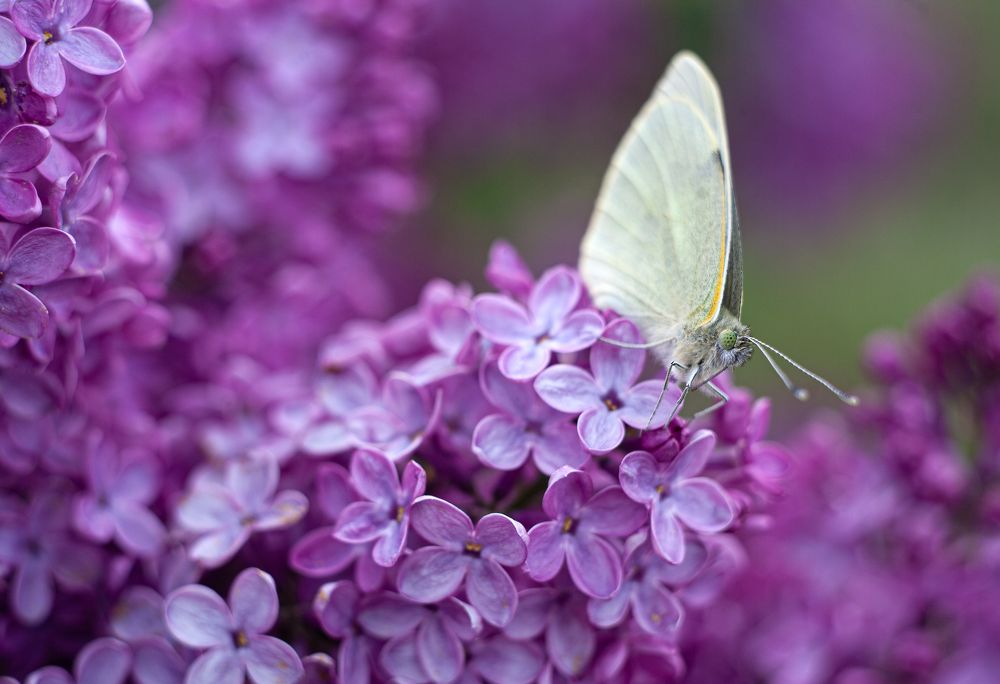 Photograph by Олег Ибрагимов