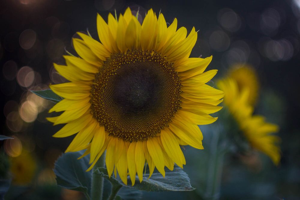 Photograph by Олег Ибрагимов