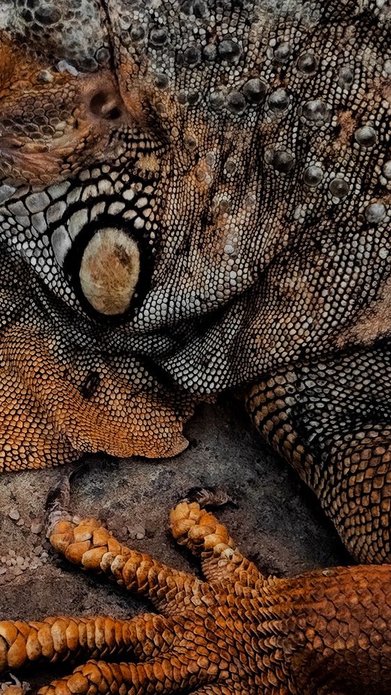 Фотография автора Алиса Исаева