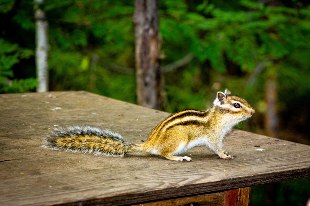 Photograph by Владимир Сушкин