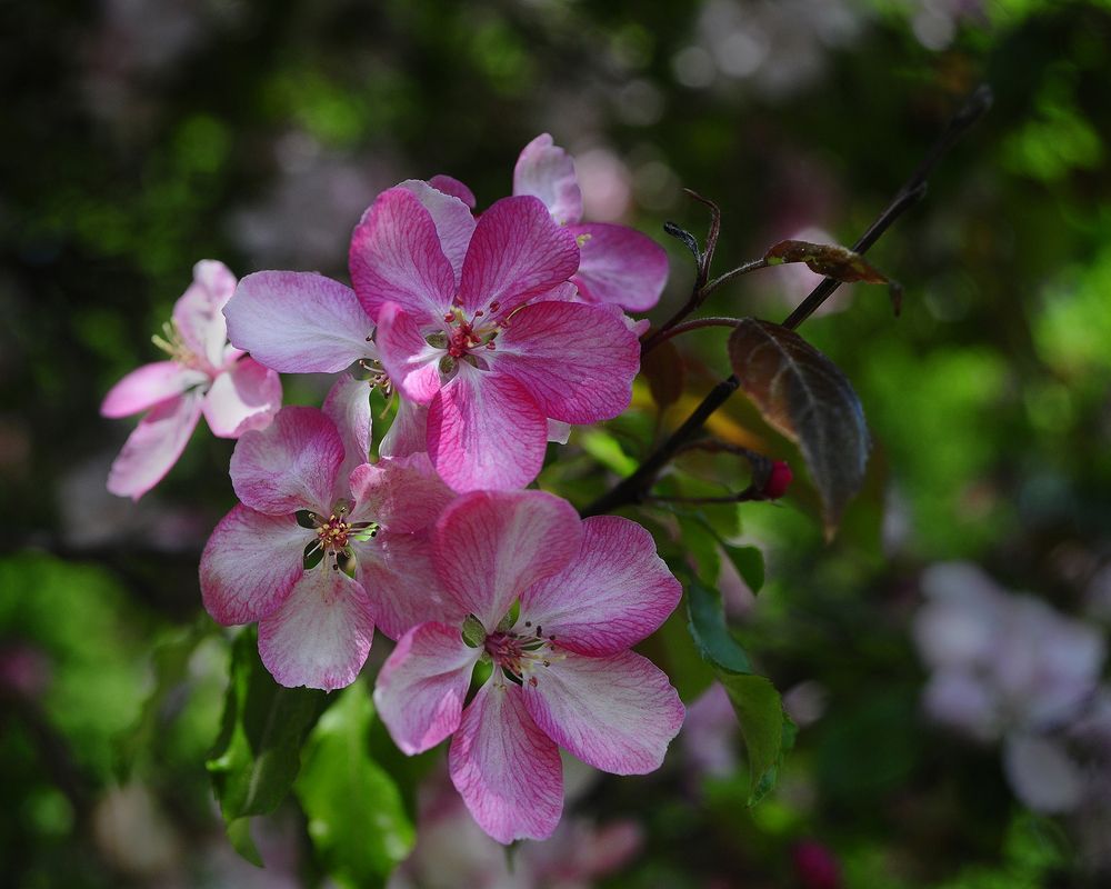 Цветы сливы в саду.