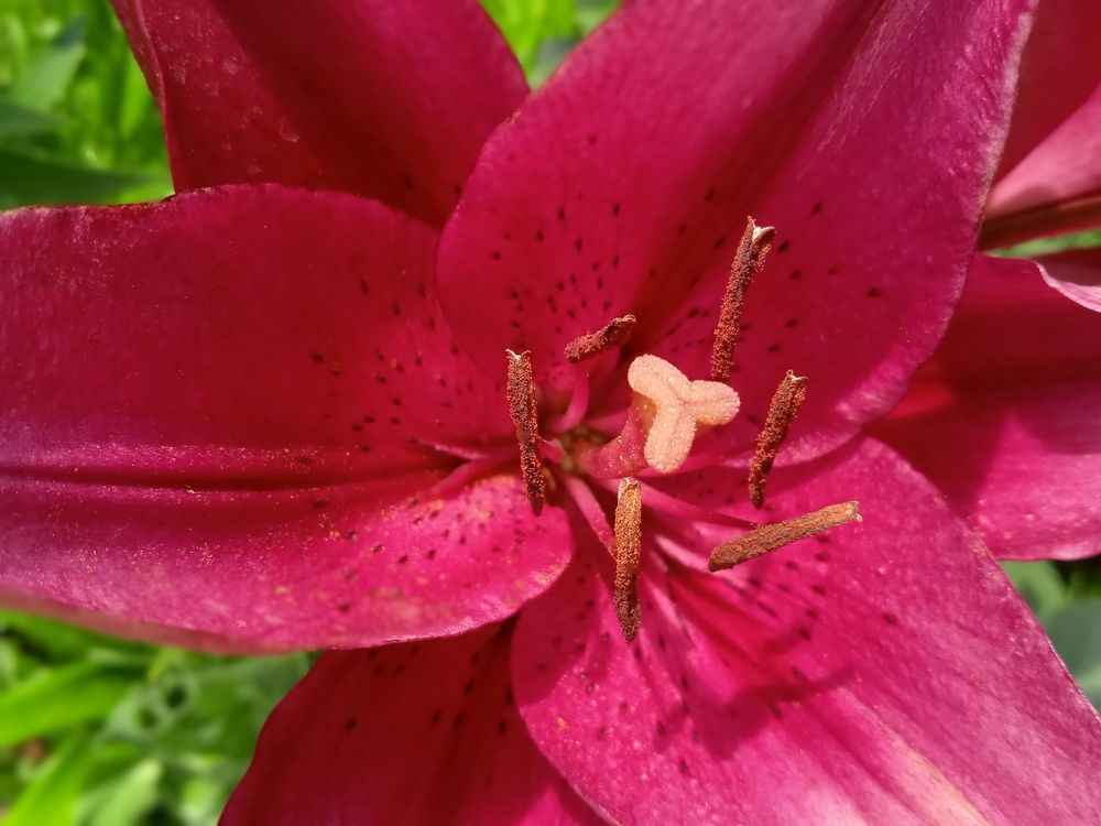 Photograph by Наталья Сорокина