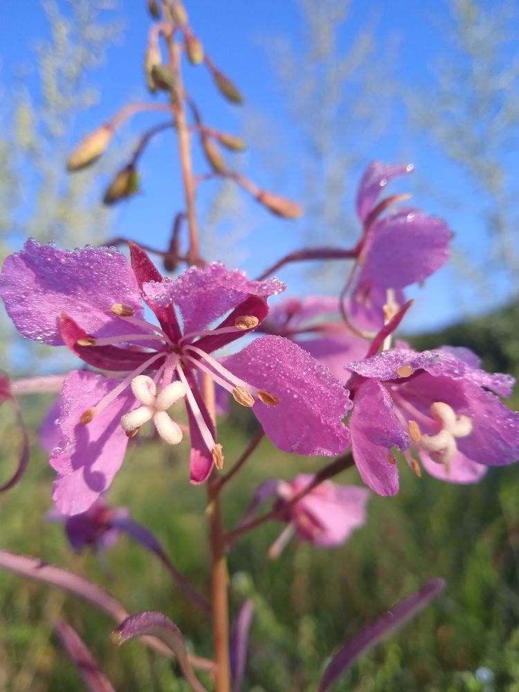 Photograph by Наталья Сорокина