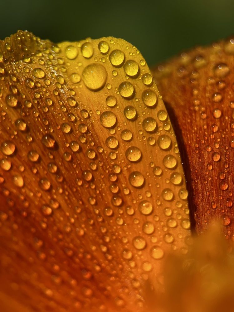 Капли дождя