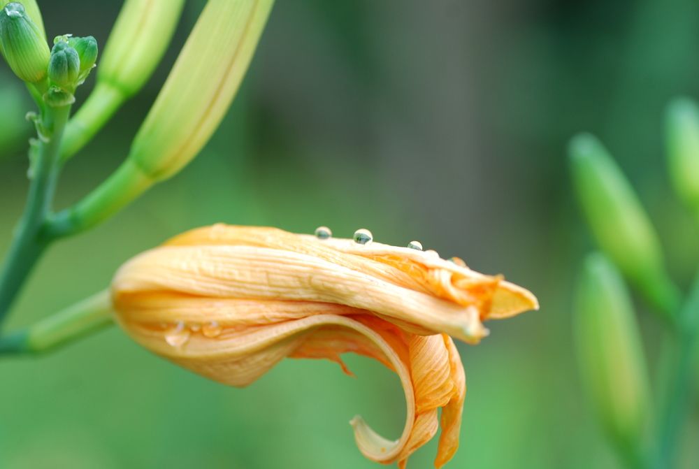 Photograph by Оксана Трофименко