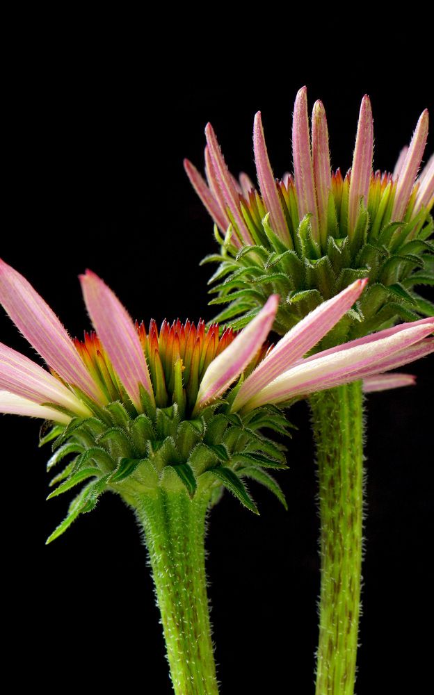 Photograph by Наталья Соколова