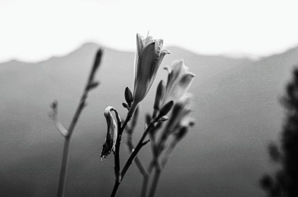 Photograph by shyam shrestha