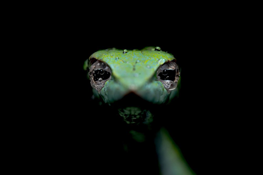 Photograph by Ankit Sharma