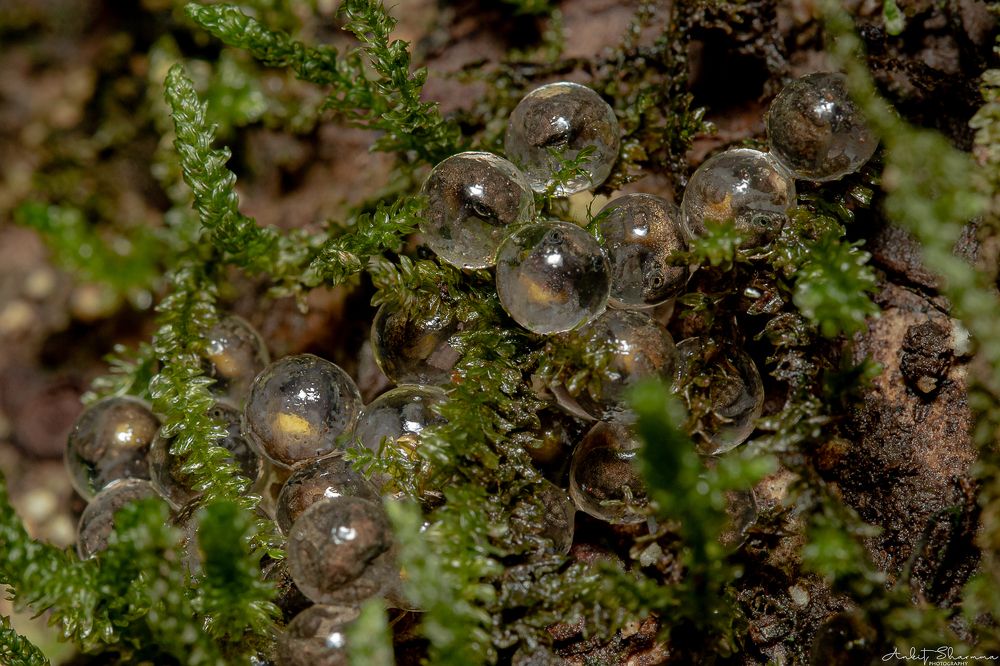 Photograph by Ankit Sharma