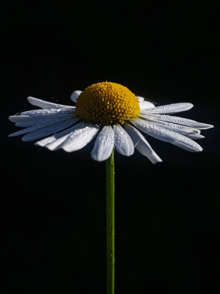 Photograph by Григорий Шишонков