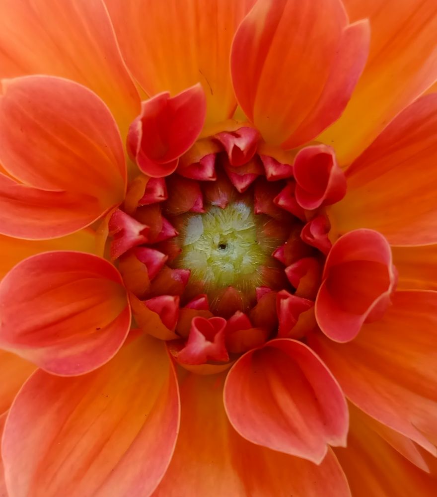 Фотография автора Юлиана Чудакова